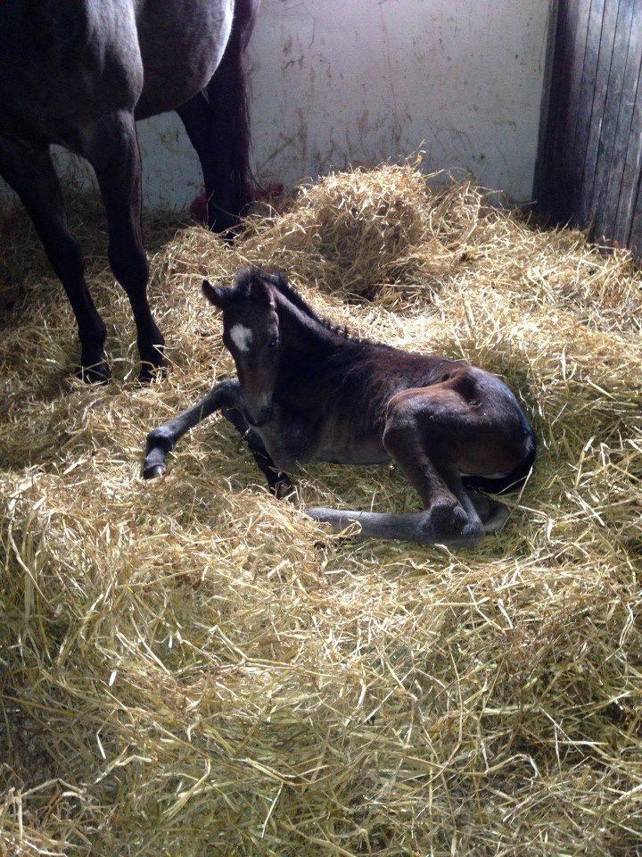 Anden særlig race Surprise Me<3 billede 4