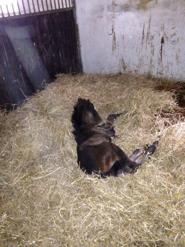 Anden særlig race Surprise Me<3 billede 5