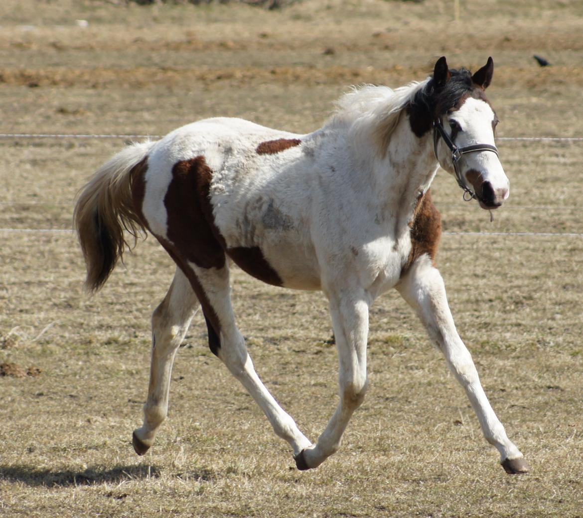 Pinto Graversgaards Chapeau - D. 8. April 2013, en beskidt lille pige :D billede 11