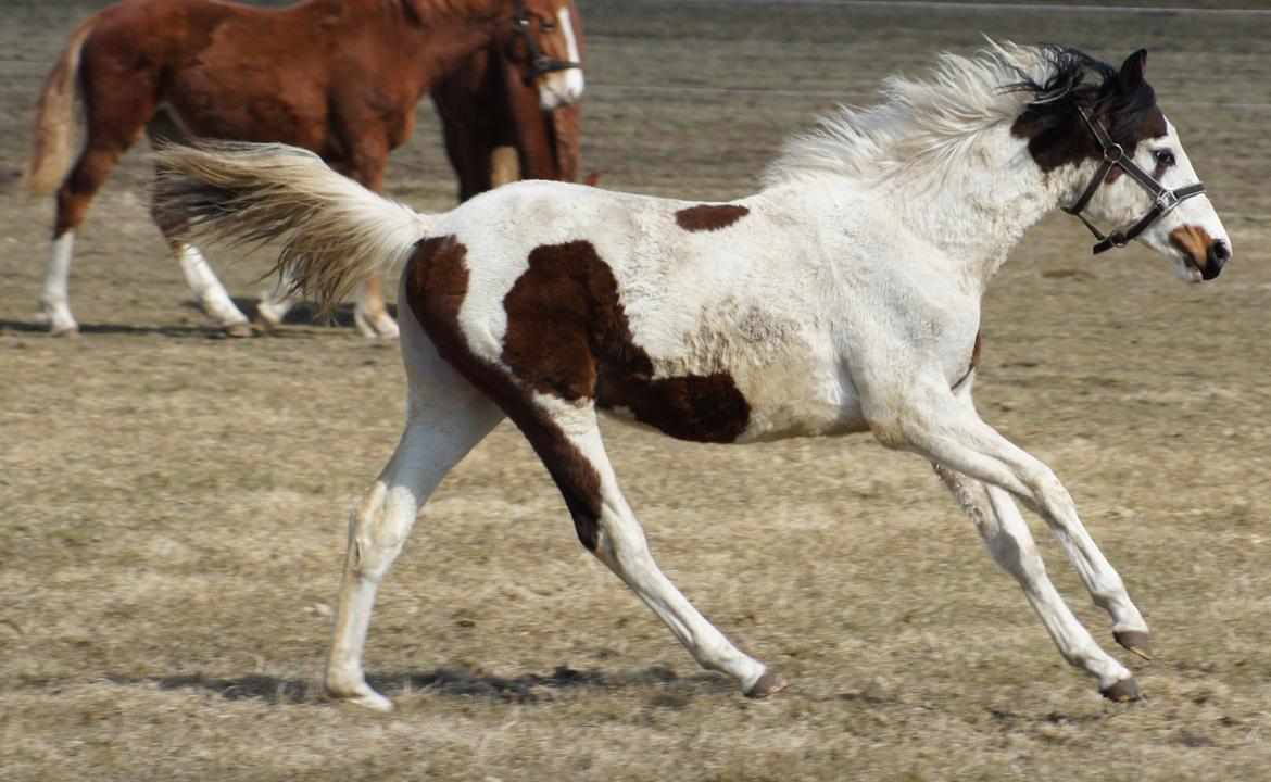 Pinto Graversgaards Chapeau - D. 8. April 2013, en beskidt lille pige :D billede 24