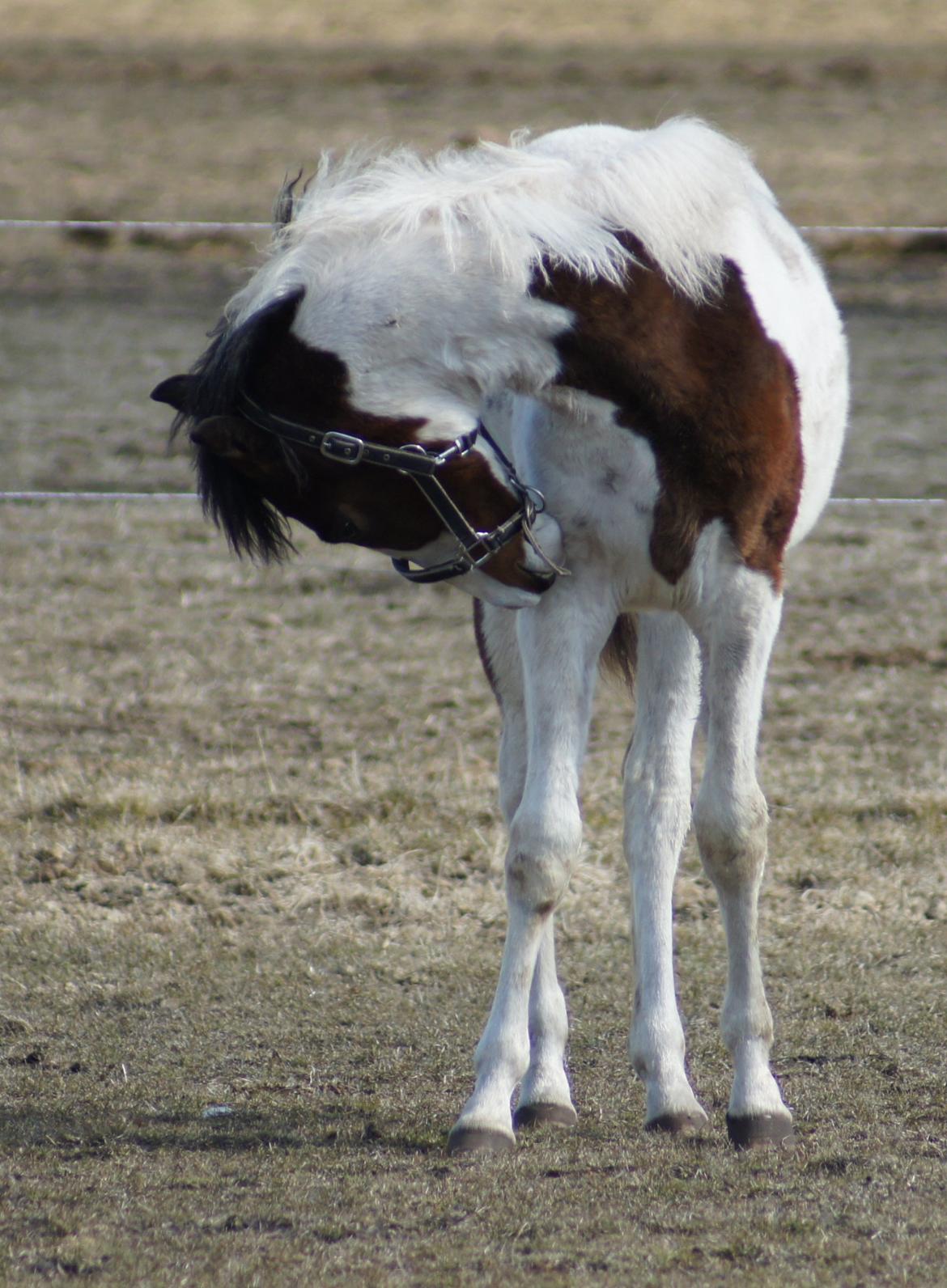 Pinto Graversgaards Chapeau - D. 8. April 2013, en beskidt lille pige :D billede 30