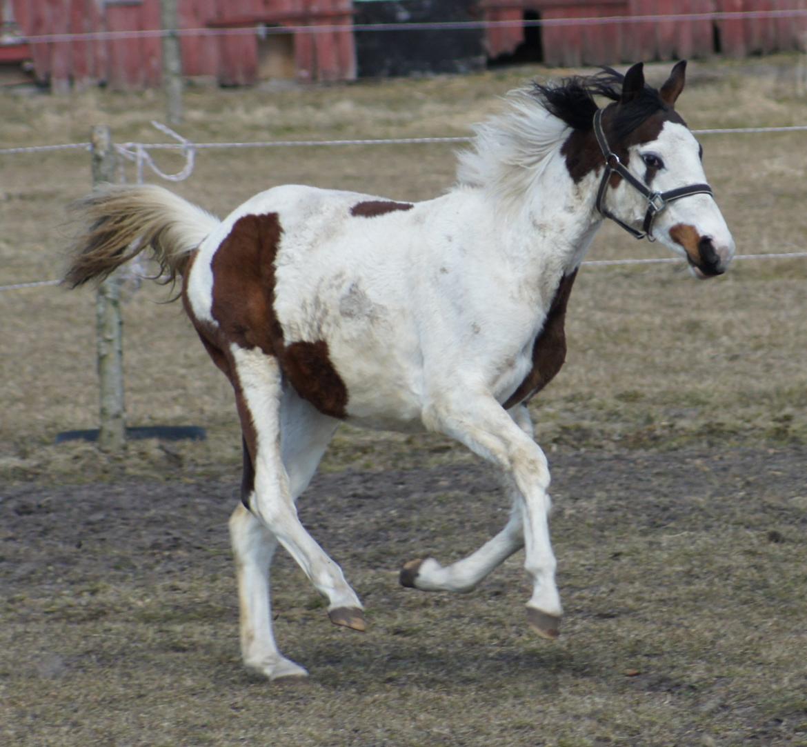 Pinto Graversgaards Chapeau - D. 8. April 2013, en beskidt lille pige :D billede 31