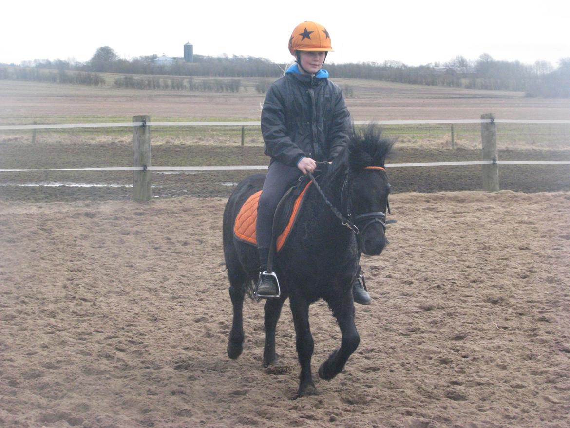 Dartmoor Paplo billede 1