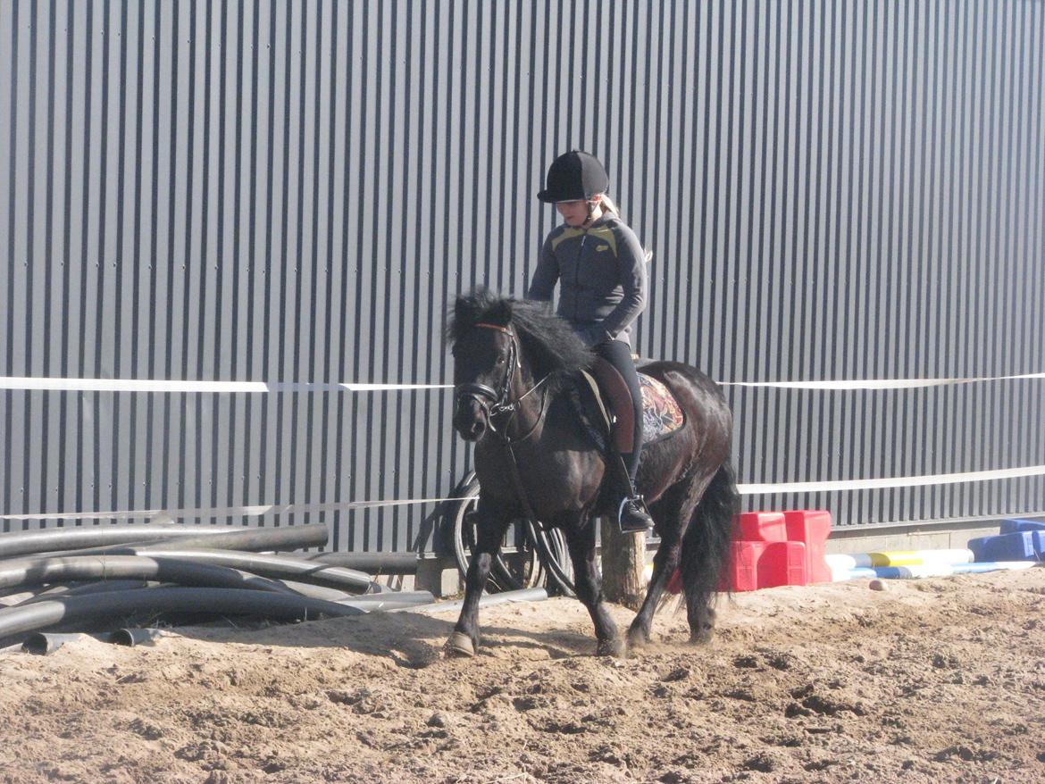 Dartmoor Paplo billede 3