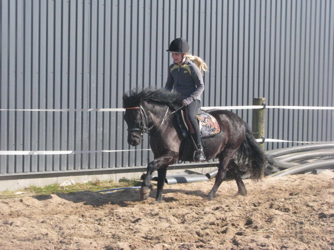 Dartmoor Paplo - vi elsker at løde billede 5