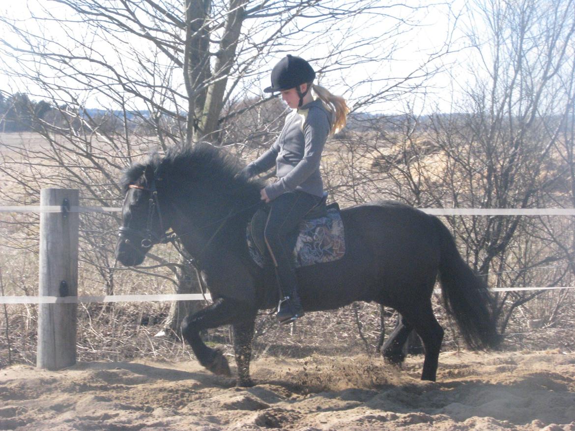 Dartmoor Paplo billede 6