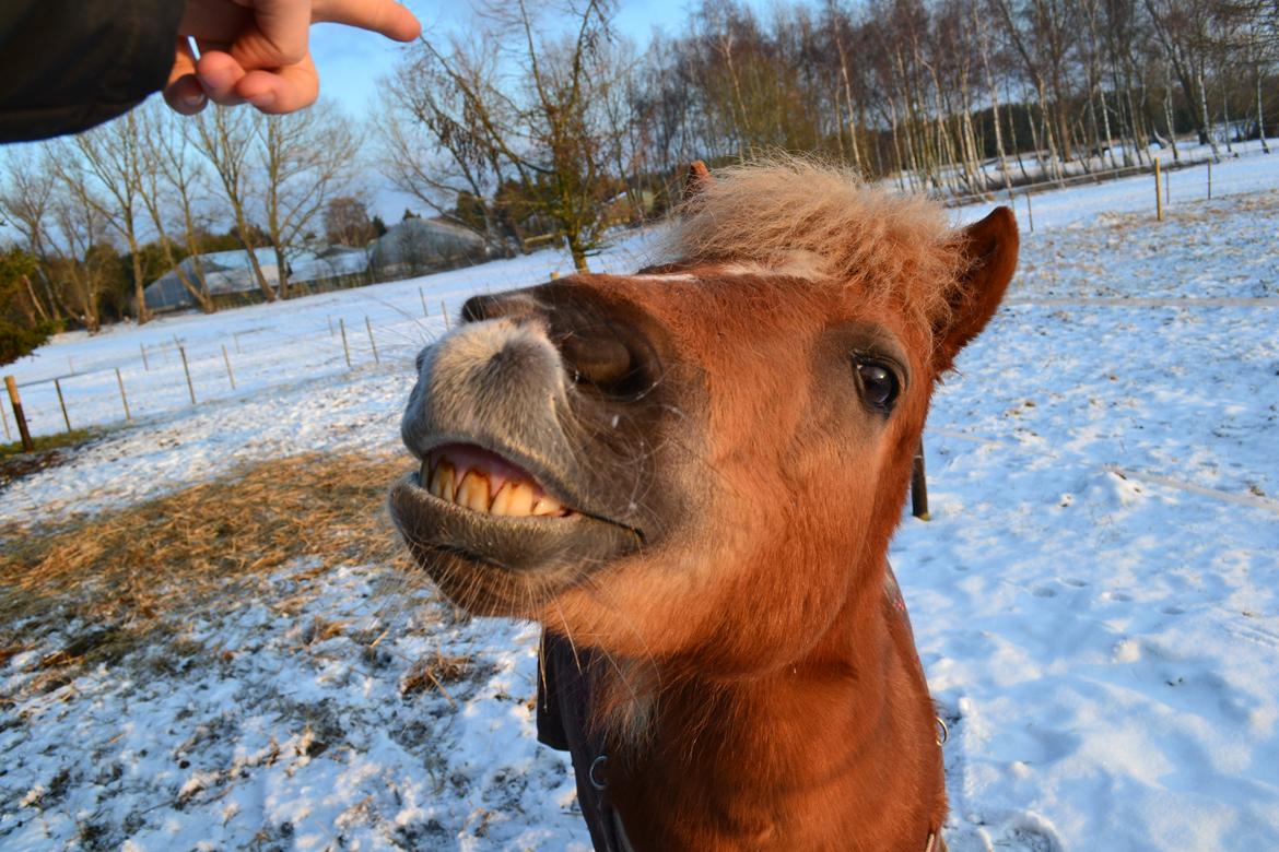 Anden særlig race Ludwig Star - 14) Det er ikke svært at finde en der kan få dig til at smile, det er ikke svært at finde en der kan få dig til at græde. Kunsten er at finde en, der kan få dig til at smile med tårer i øjnene. billede 14
