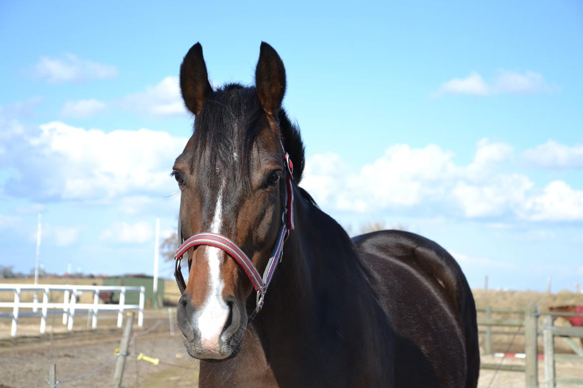 Oldenborg Brunør II - Bassen på fold! <3 billede 5