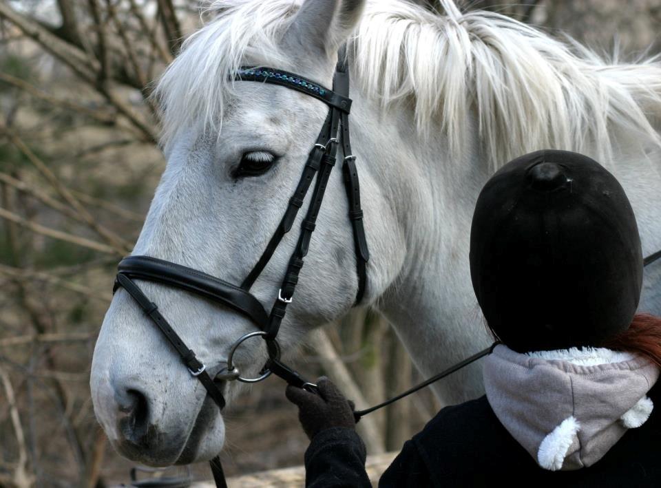 Anden særlig race Smokie billede 13