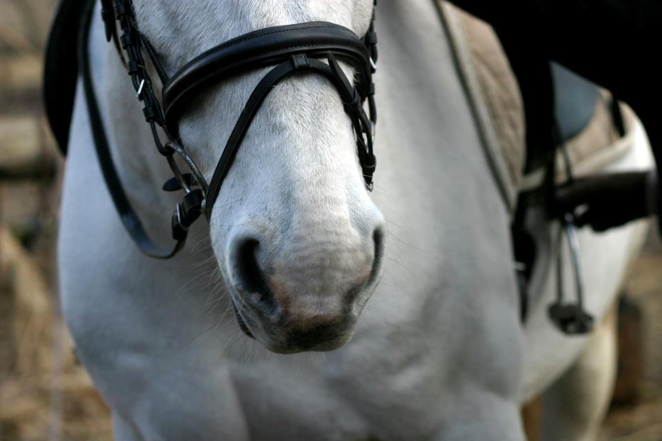 Anden særlig race Smokie billede 14
