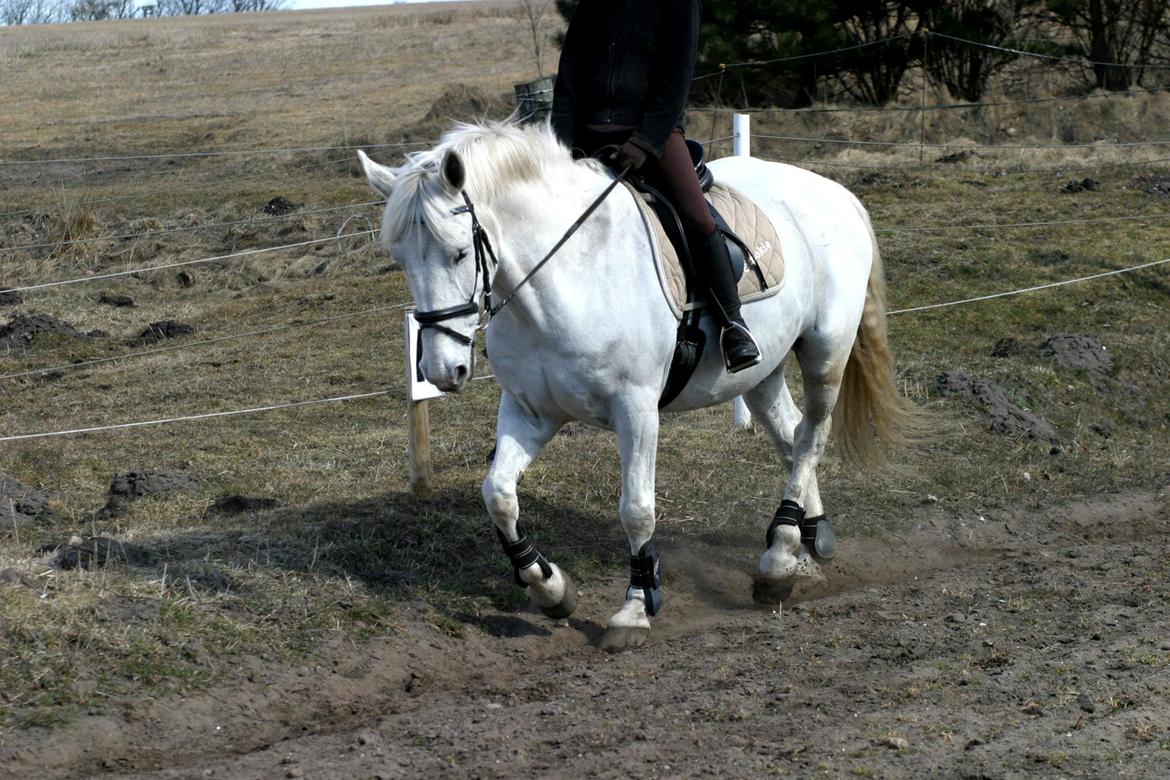 Anden særlig race Smokie billede 16