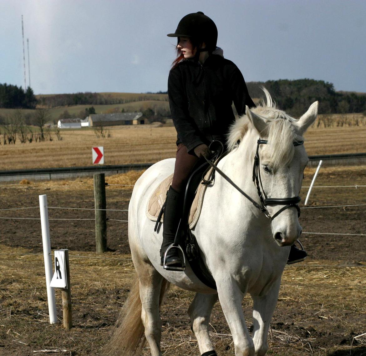 Anden særlig race Smokie billede 4