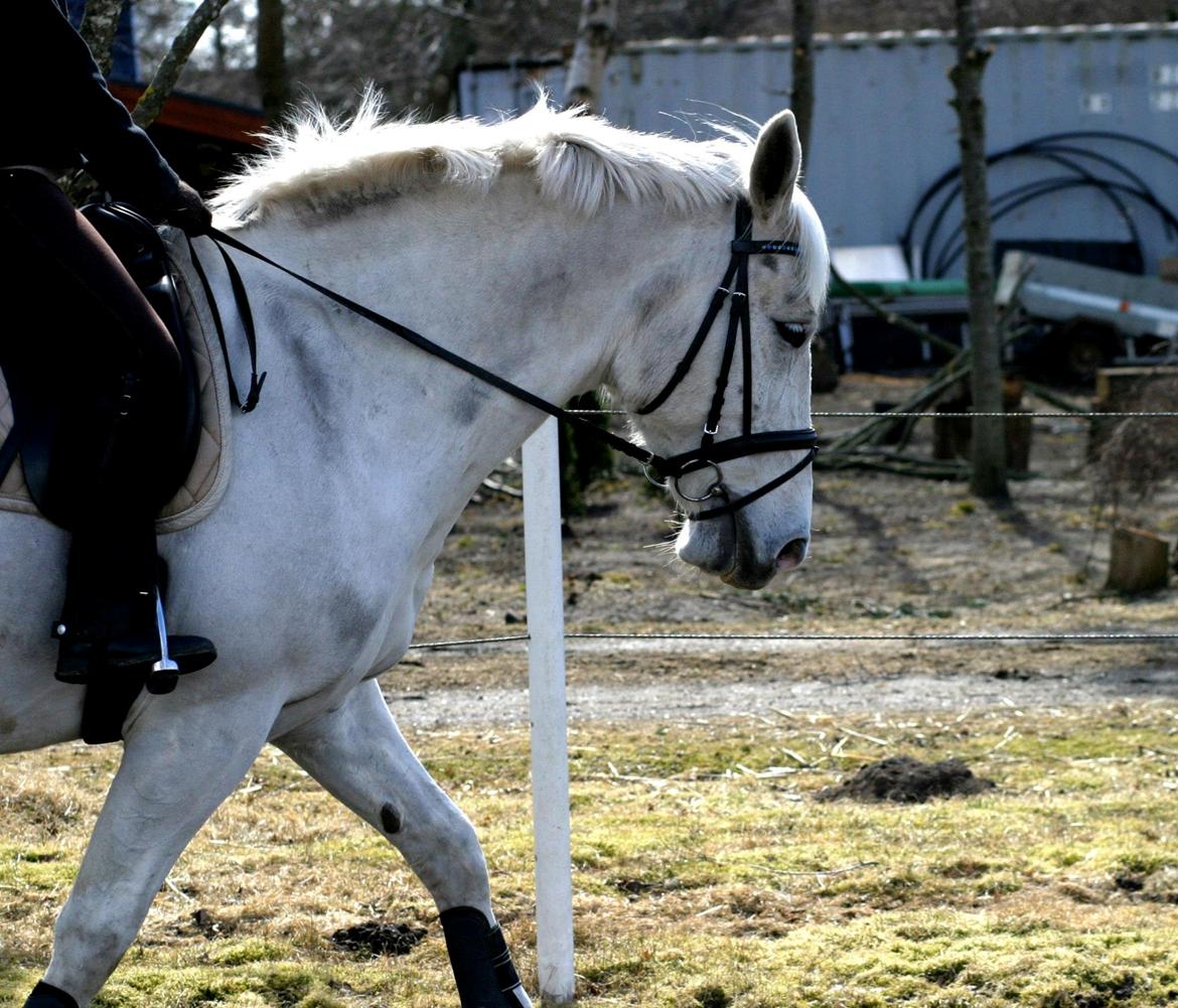 Anden særlig race Smokie billede 17