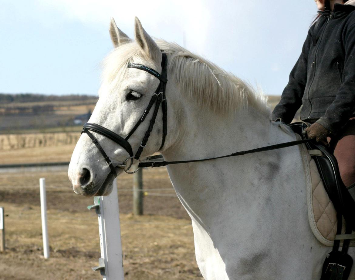 Anden særlig race Smokie billede 18
