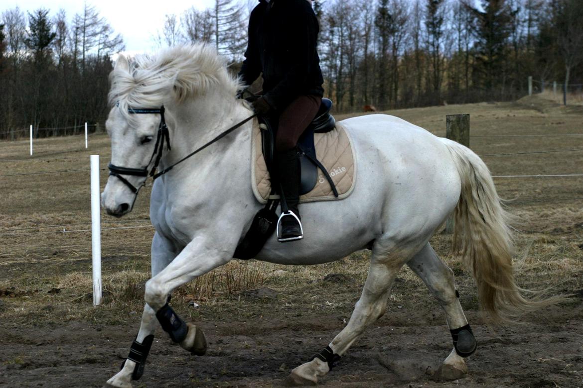 Anden særlig race Smokie billede 2