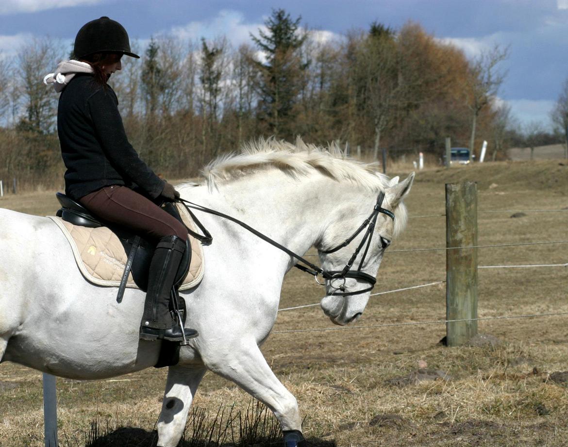 Anden særlig race Smokie billede 19