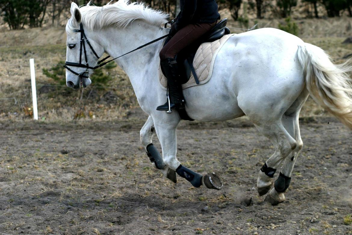 Anden særlig race Smokie billede 20