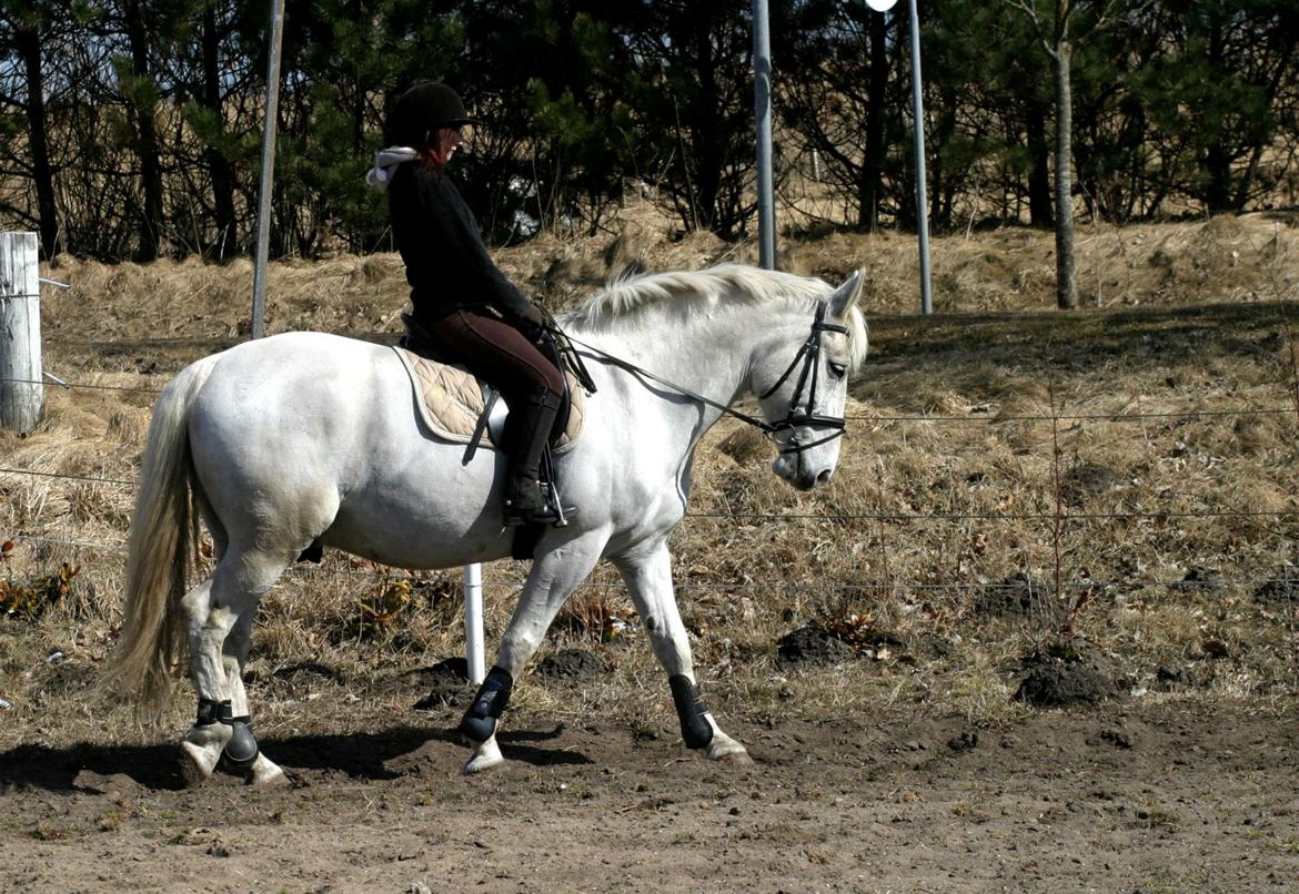 Anden særlig race Smokie billede 21