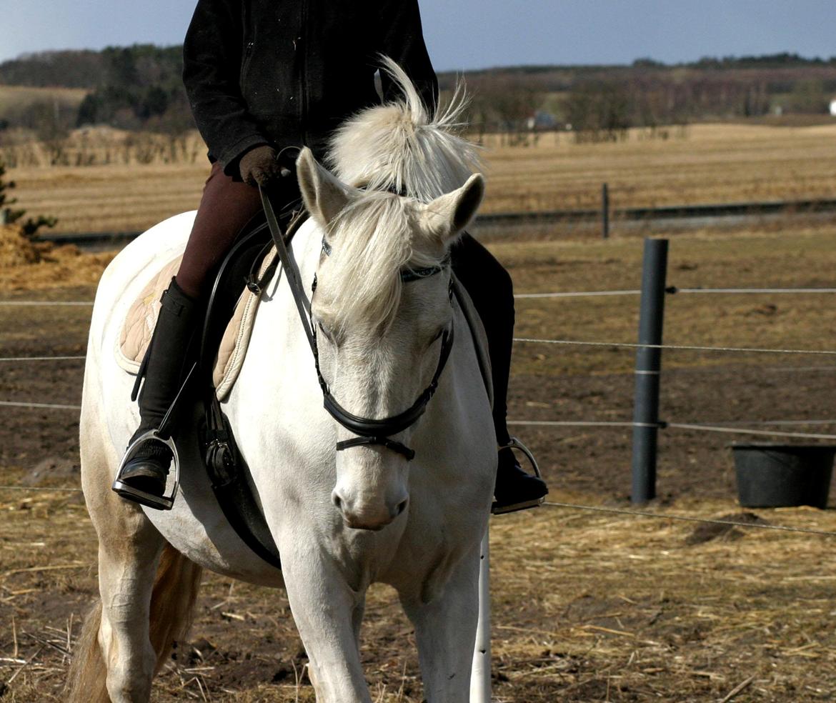 Anden særlig race Smokie billede 22