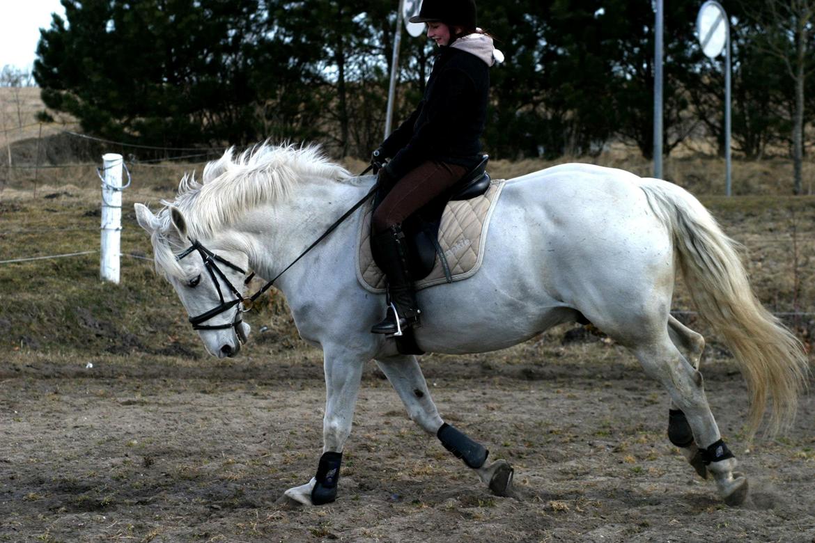 Anden særlig race Smokie billede 23