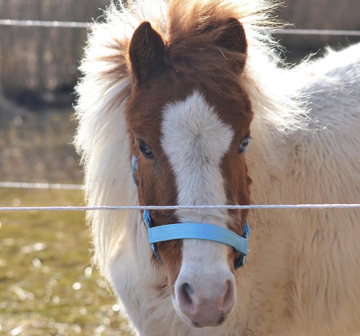 Shetlænder Bianca - En hest med større personlighed tror jeg aldrig du finder <3 billede 2