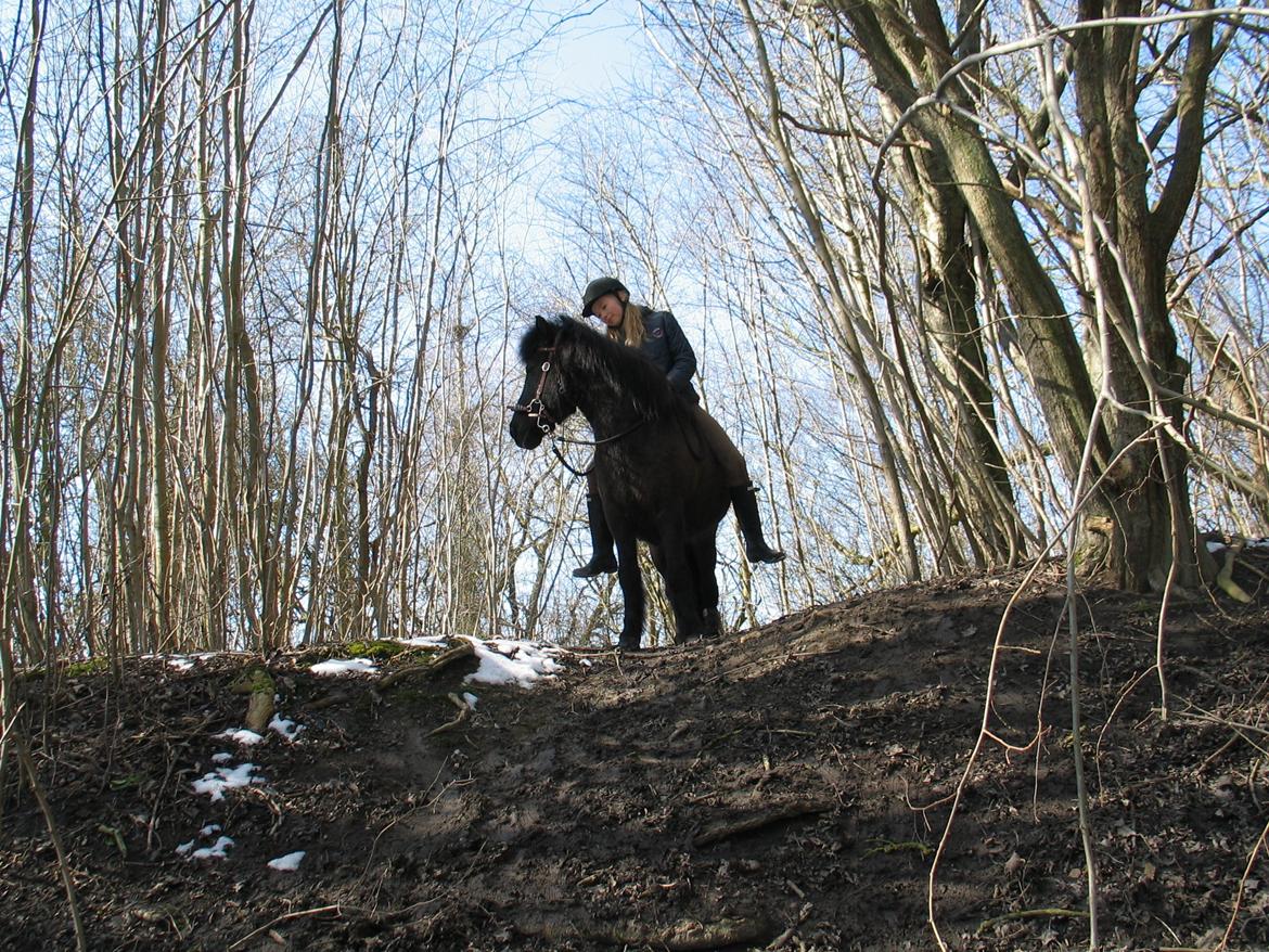 Islænder Halla fra Hejelte - horseriding Its not a hobby its a livestyle billede 8