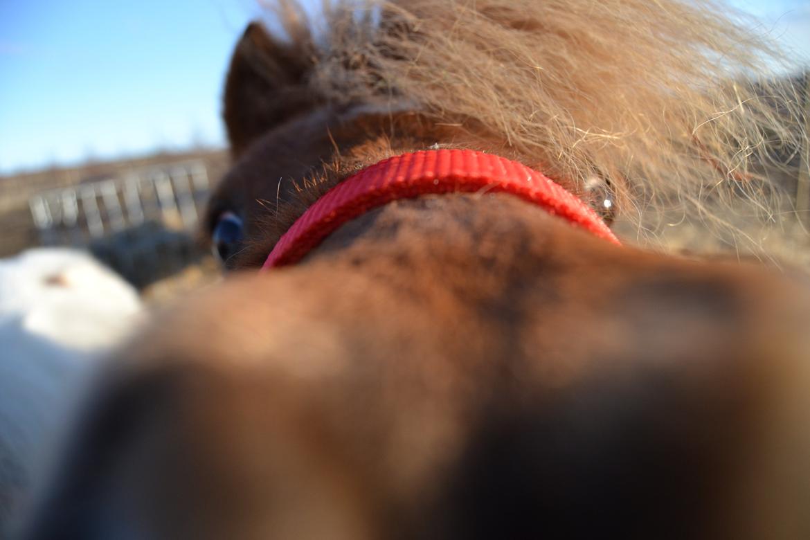 Shetlænder Isabella<3 - bjella billede 6