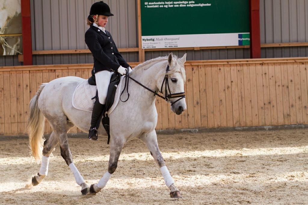 Anden særlig race Miss Perfect *solgt* - Stævne på HGRK billede 8