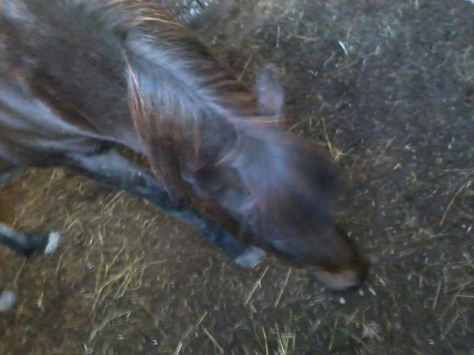 Islænder Flicka - Syg! :( Men godt at der bliver hygget om mig! :) billede 9