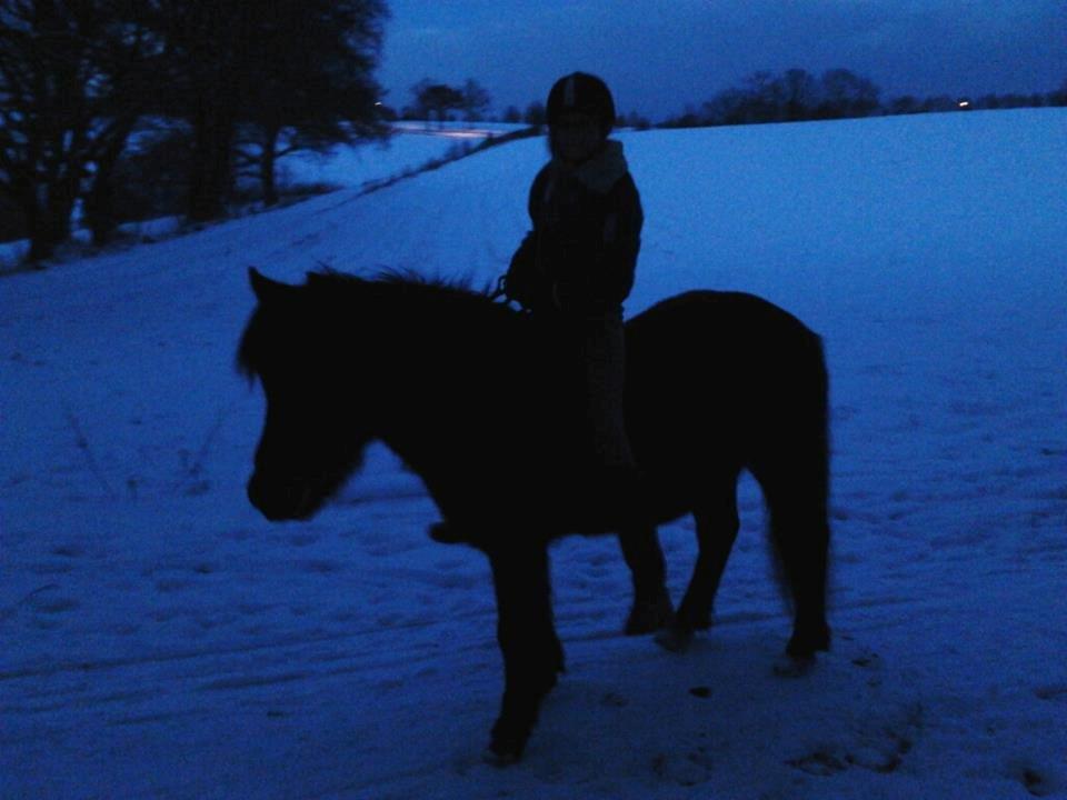 Islænder Flicka - Vinter :D Sne :D Uden sadel :D billede 12