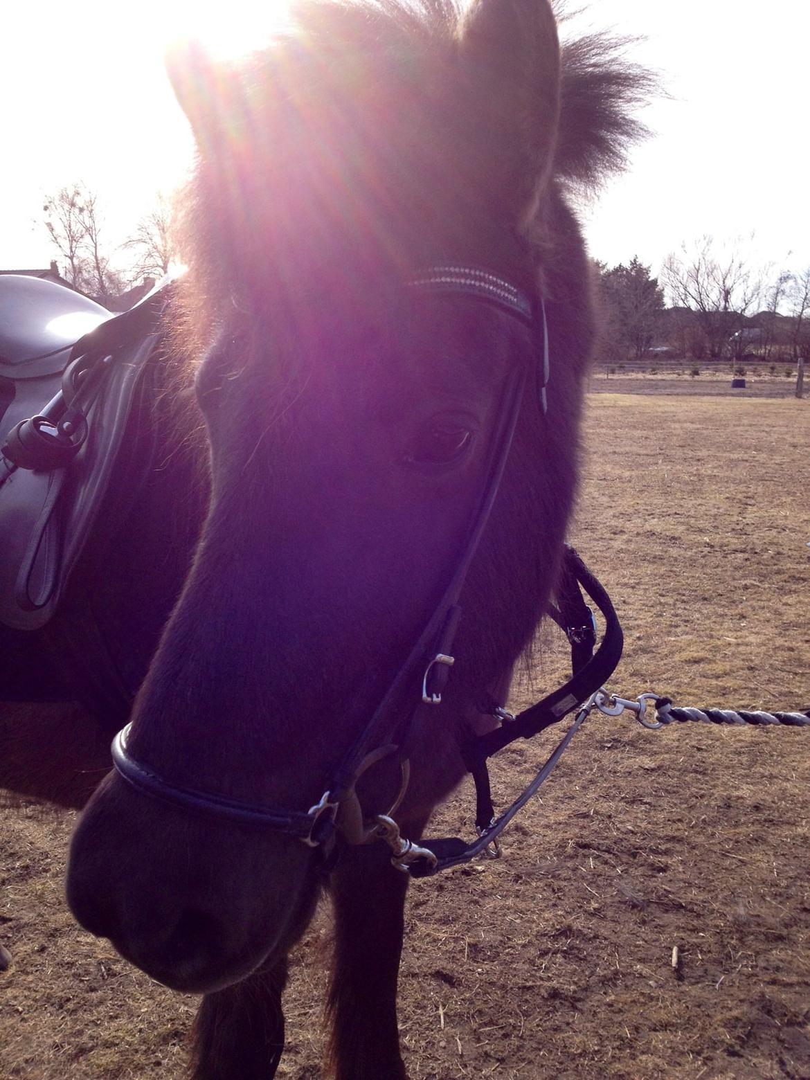 Islænder Kolskör frá Egemose ~ my soulmate <3 billede 6