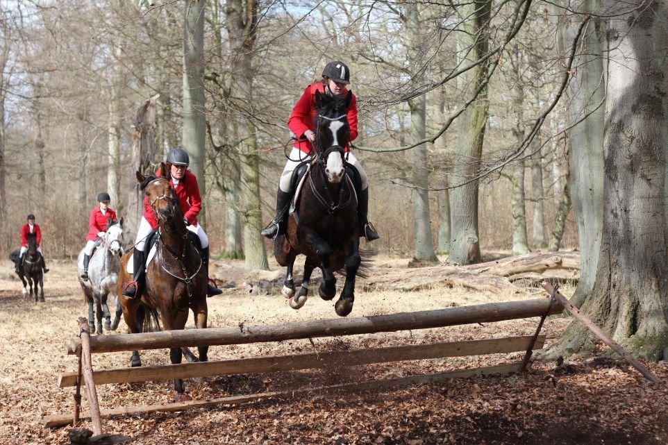 Dansk Varmblod Askemosegaards Ram Á Jean billede 13