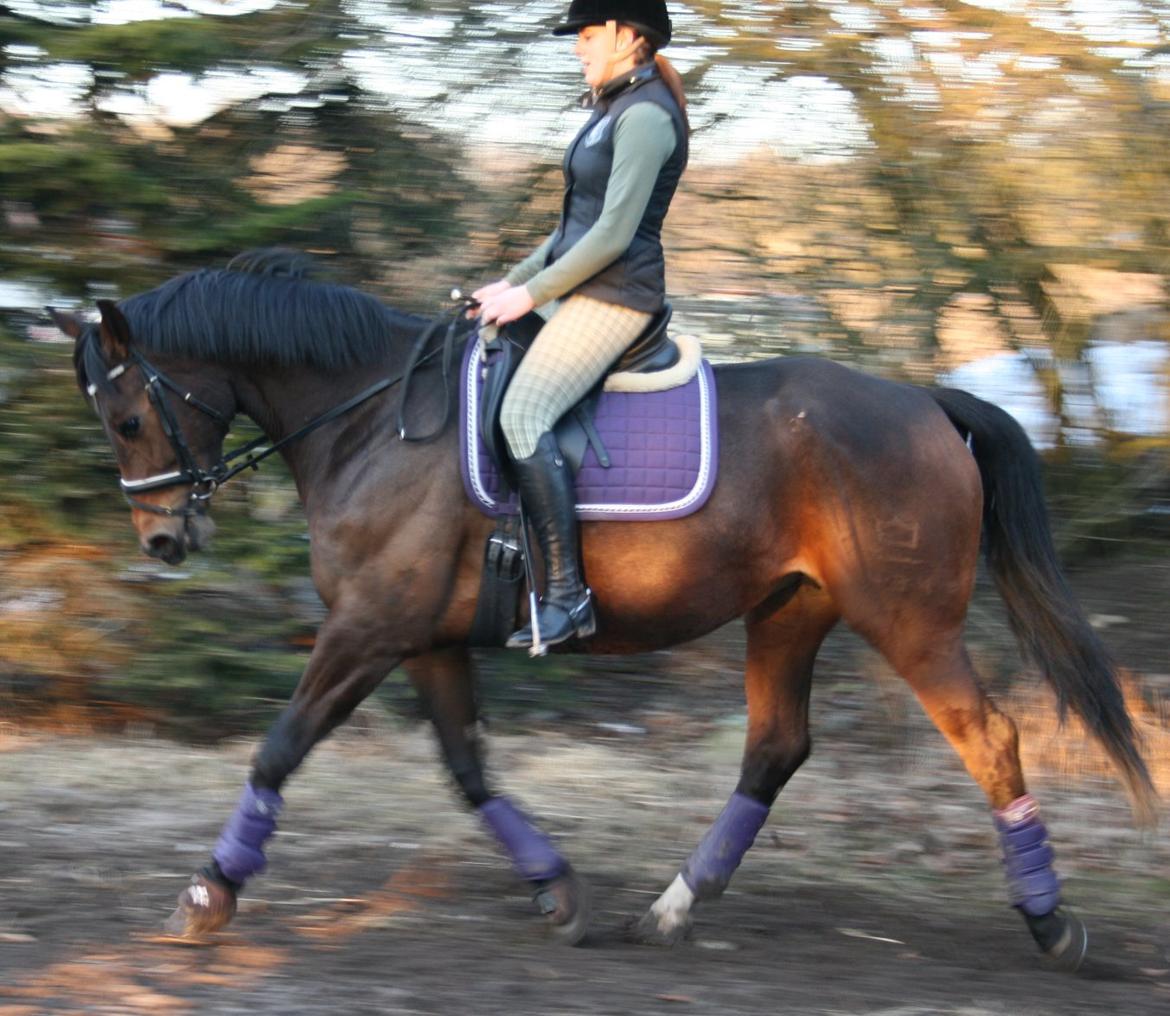 Dansk Varmblod Romanili W - 8 April 2013 billede 7