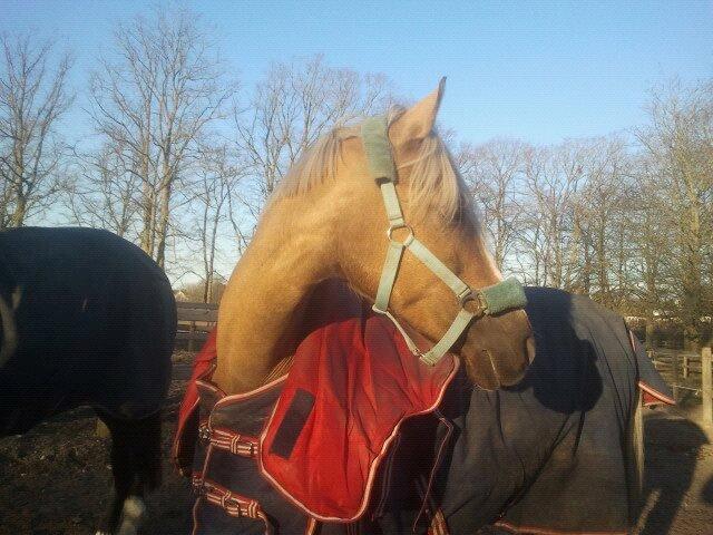 Tysk Sportspony Mühlenhofs Lambada (låne pony) billede 7