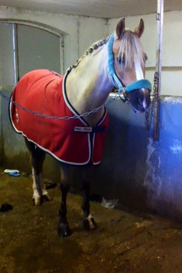 Tysk Sportspony Mühlenhofs Lambada (låne pony) billede 8