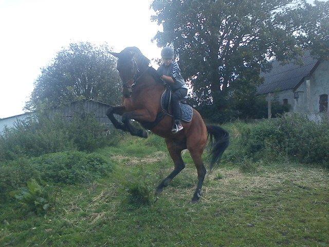 Traver Kenzo - Han lærte at stejle, på præcis 19 minutter og selvom det snart er 2 år siden, kan han stadig :D billede 1