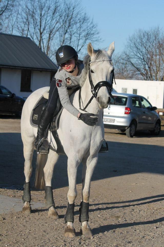 Hollandsk Sportspony Cadiz  - Kramme bamse♥
Foto: Anja :) billede 17