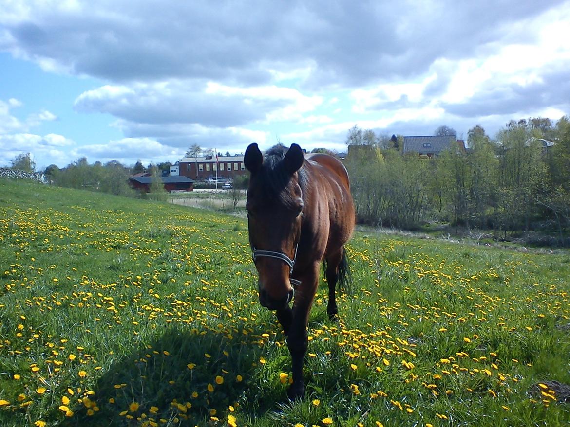Traver Kenzo - Selvom græsset er lækkert, kommer han altid en i møde! <3 billede 2