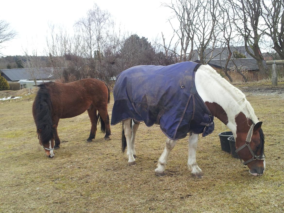 Anden særlig race Kenzo - 2 af mine dejlige heste :o) Kenzo og Lukas billede 4