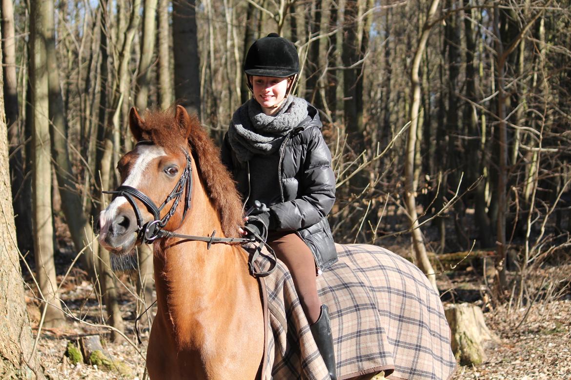 Welsh Pony af Cob-type (sec C) Pinell Nyberg<3 - Tak, fordi i så med! Smid gerne en bedømmelse og en kommentar - Forår 2013 billede 20