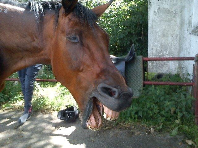 Traver Kenzo billede 6