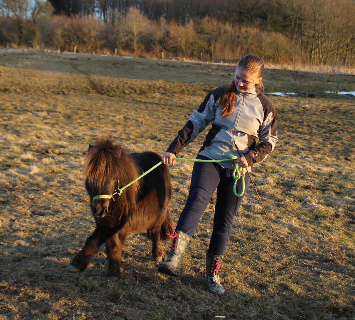 Dansk Miniature Allerupnords Queen - ! NYT !
Skatterbasse..<3 billede 1