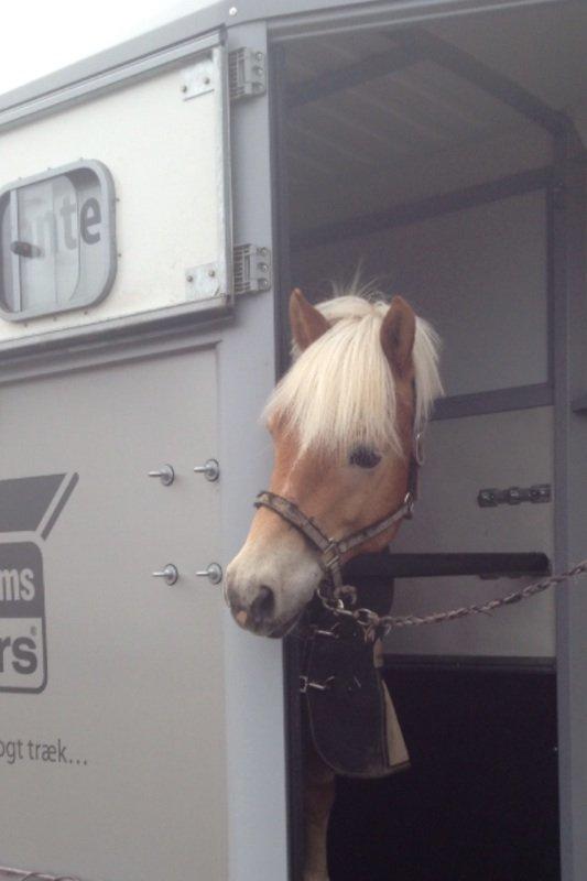 Haflinger Hestehovens Archibald - tak fordi i så profilen <3 billede 21