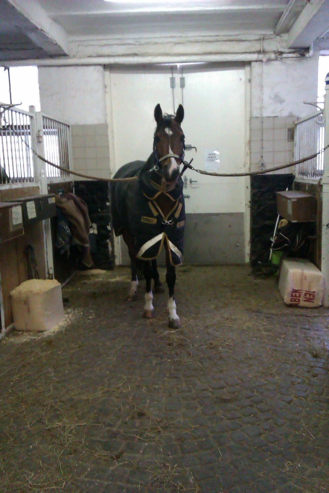 DSP Toftegårdens Alcazar B-pony billede 17