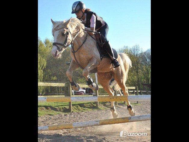 Palomino Yabadoo billede 6