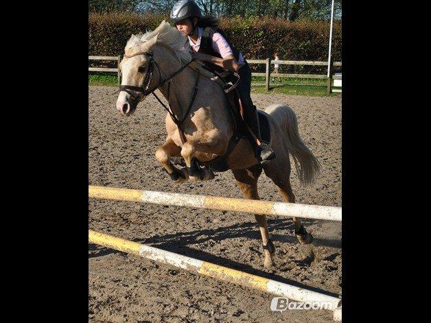 Palomino Yabadoo - Gør det han er bedst til, omhop <3 billede 20