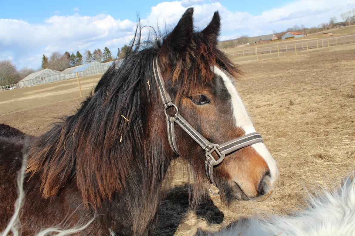 Irish Cob Lucy Caomh af Lærkegaarden - Smukke Lucy, taget d. 8 april 2013 billede 1