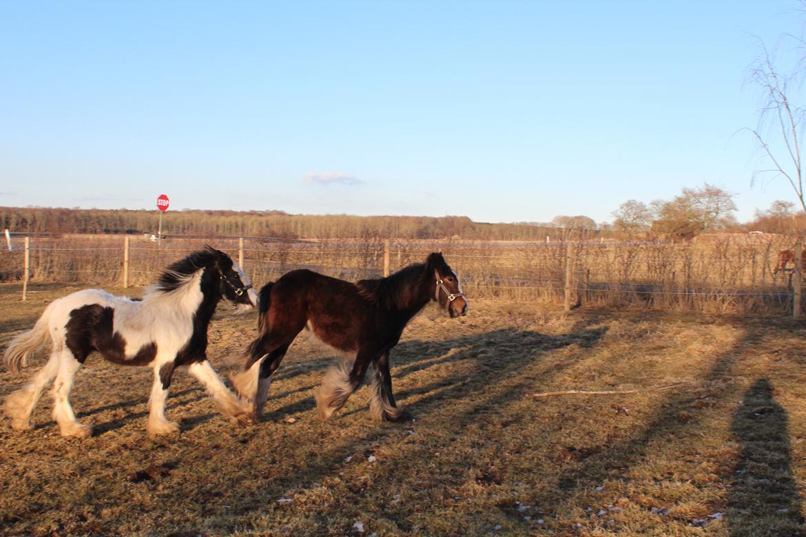 Irish Cob Lucy Caomh af Lærkegaarden - Uha hvor det går over stok og sten, der leges og løbes i højt tempo. billede 12