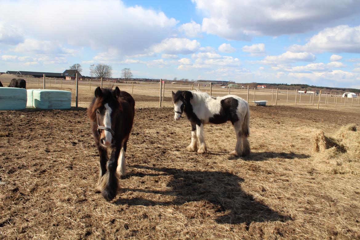 Irish Cob Lucy Caomh af Lærkegaarden - Lucy forstod ikke rigtigt signalerne fra de andre heste i "børnehaven", så vi har valgt at flytte Lucy og Mella til en anden fold, så de 2 piger kan få fred og ro til at lære hinanden at kende i deres tempo. billede 10