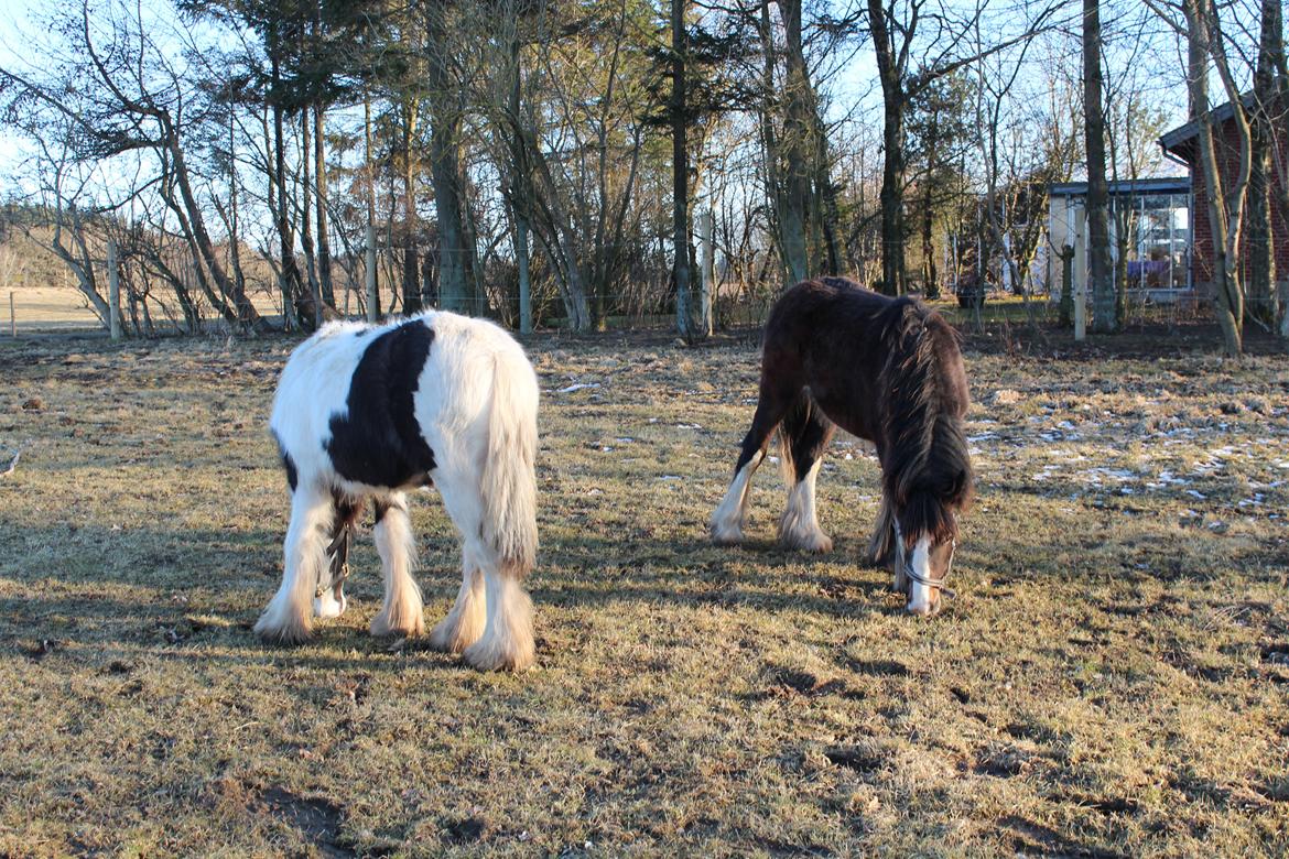 Irish Cob Lucy Caomh af Lærkegaarden - Lucy og Mella i deres egen fold. billede 11